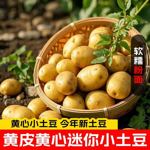 恩施小土豆新鲜现挖黄心