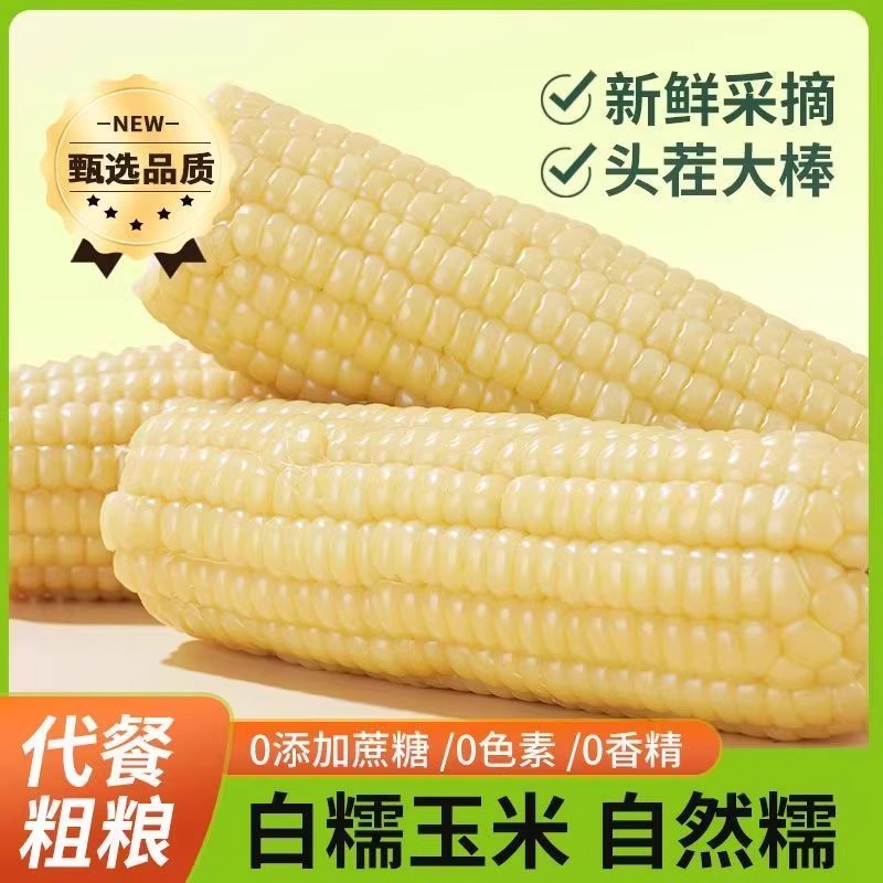 头茬东北糯玉米真空包装非转基因白糯玉棒早餐代餐粘玉米熟黏玉米