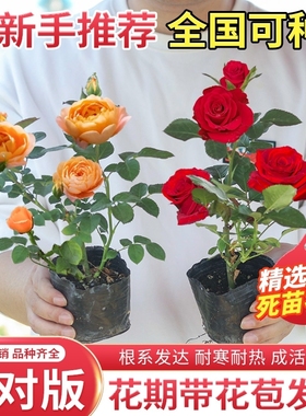 玫瑰花苗月季小苗四季开花阳台盆栽花卉庭院爬藤绿植物大藤本蔷薇