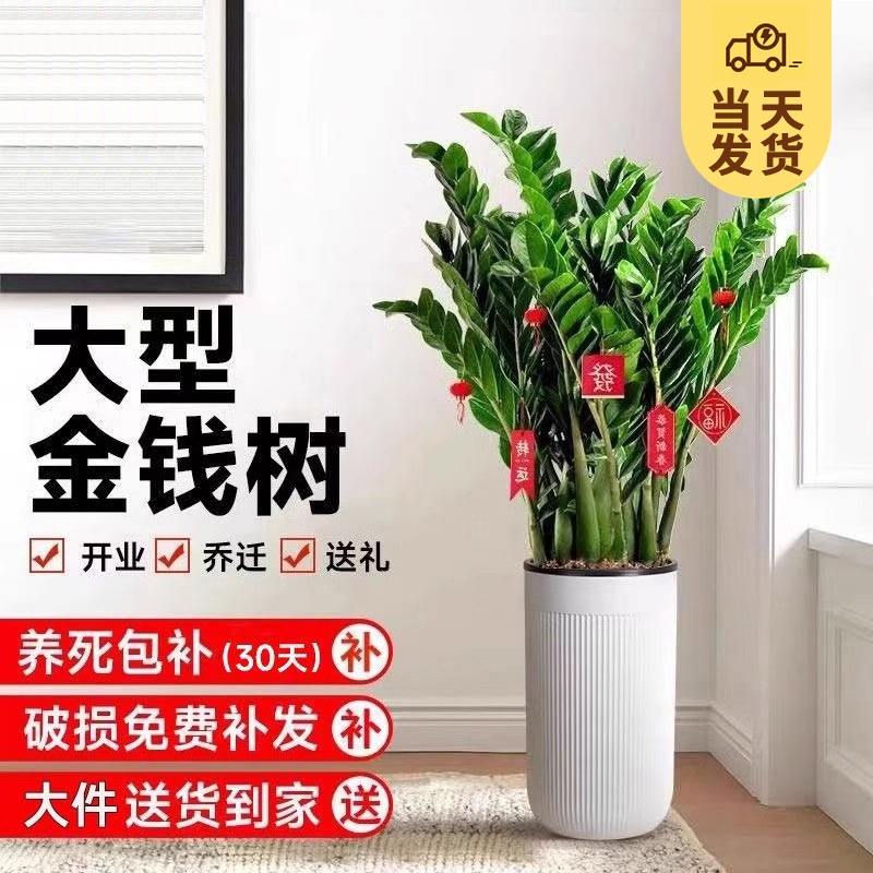 8-12꡿Ǯ0.55-0.7+ԭ  ǮԿͺֲ35.11Ԫ
