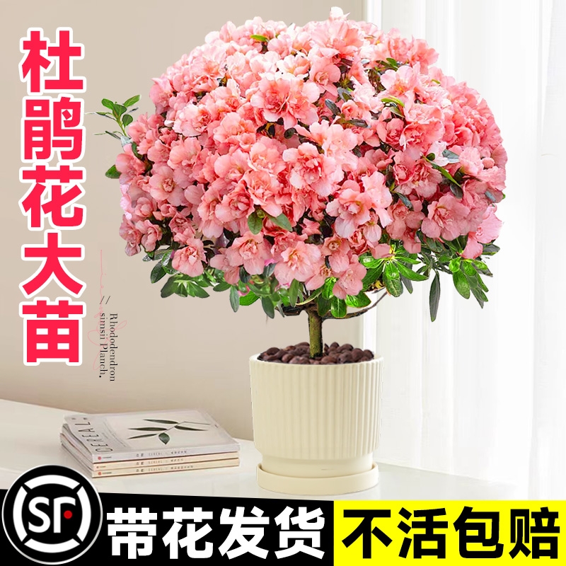 杜鹃花盆栽带花苞树苗老桩大棵室内阳台名贵鲜花卉四季开花绿植物