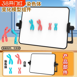 减数分裂中染色体变化模型磁吸式组件中学初中高中生学生物DNA遗传规律交叉互换实验器材教学仪器教具关系