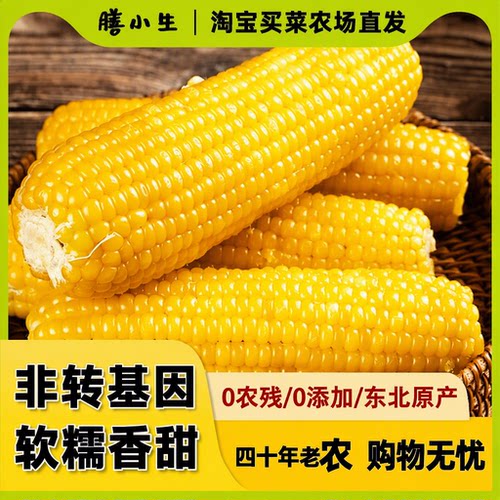 东北黄糯玉米黏玉米10棒粗粮黄新鲜甜粘玉米真空装早餐新玉米买菜