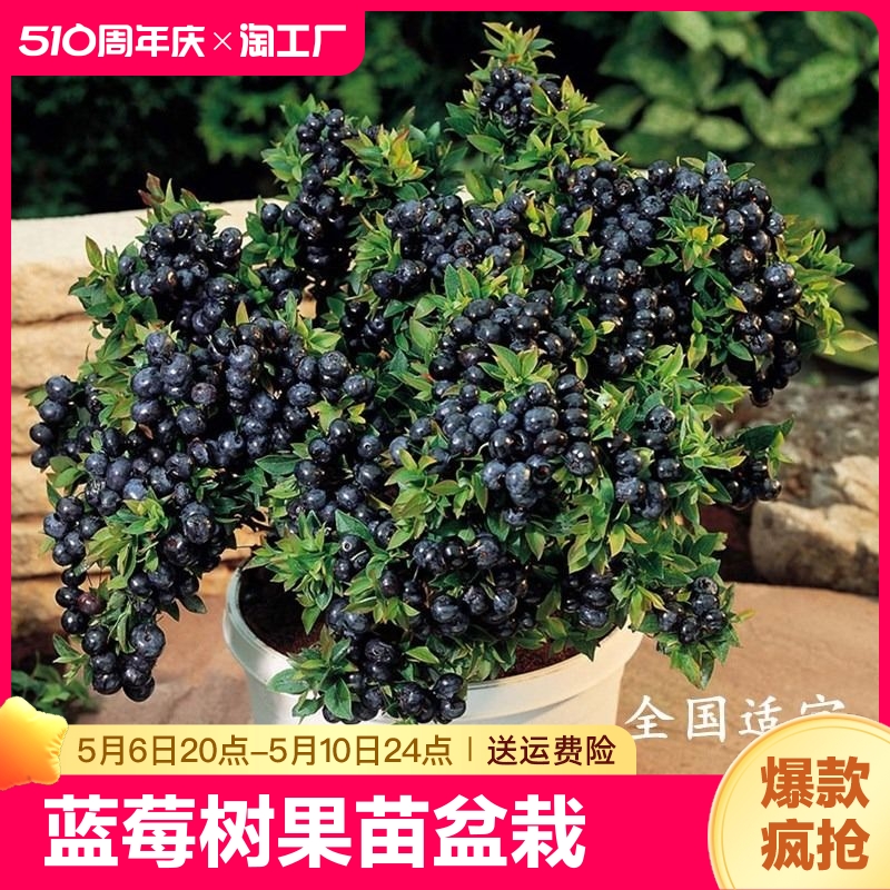 蓝莓树果苗蓝莓苗盆栽地栽带南北方种植苗果树南方耐寒基地大果