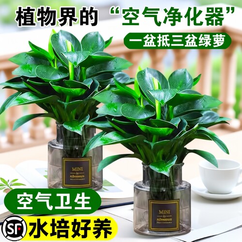 绿萝公主盆栽带花苞|千人加购