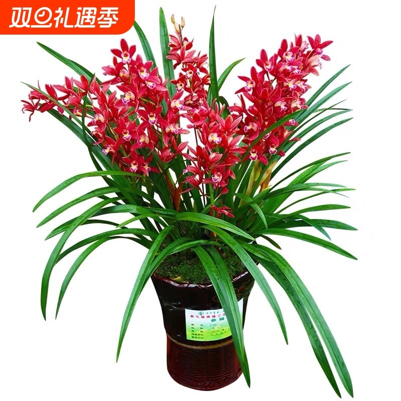 带花苞名贵兰花苗建兰夏荣华富贵浓香好养花卉室内绿植盆栽