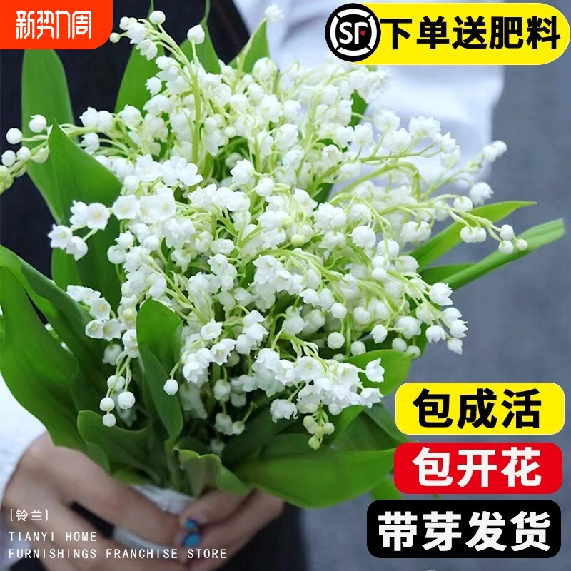 进口铃兰花苗盆栽带芽带根种球花卉室内外耐寒郁金香种根四季开花