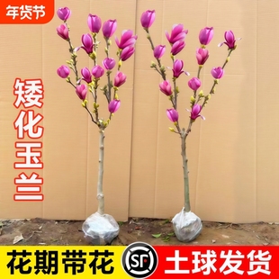 玉兰花树苗带花苞紫玉兰盆栽四季耐寒花卉植物室外开花室内庭院