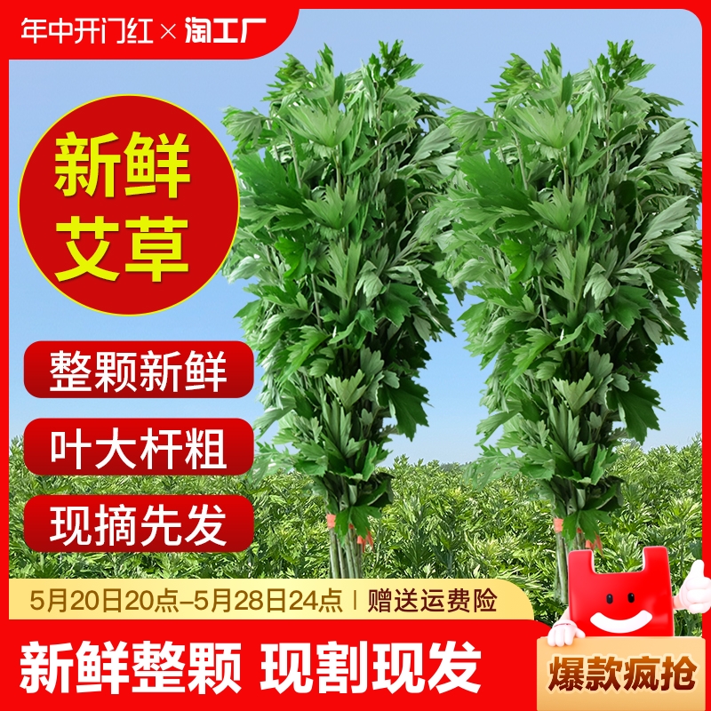 新鲜艾草艾叶整棵带杆端午节挂门全株大叶艾蒿菖蒲家用泡澡坐月子