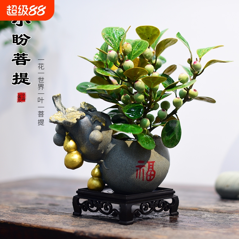 小盼菩提树盆栽室内客厅桌面四季好养盆景植物摆件茶桌摆放办公桌