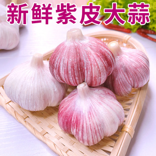 2026大蒜分蒜新鲜现挖大头蒜特大果蒜头5斤农家多瓣蒜糖醋可腌制