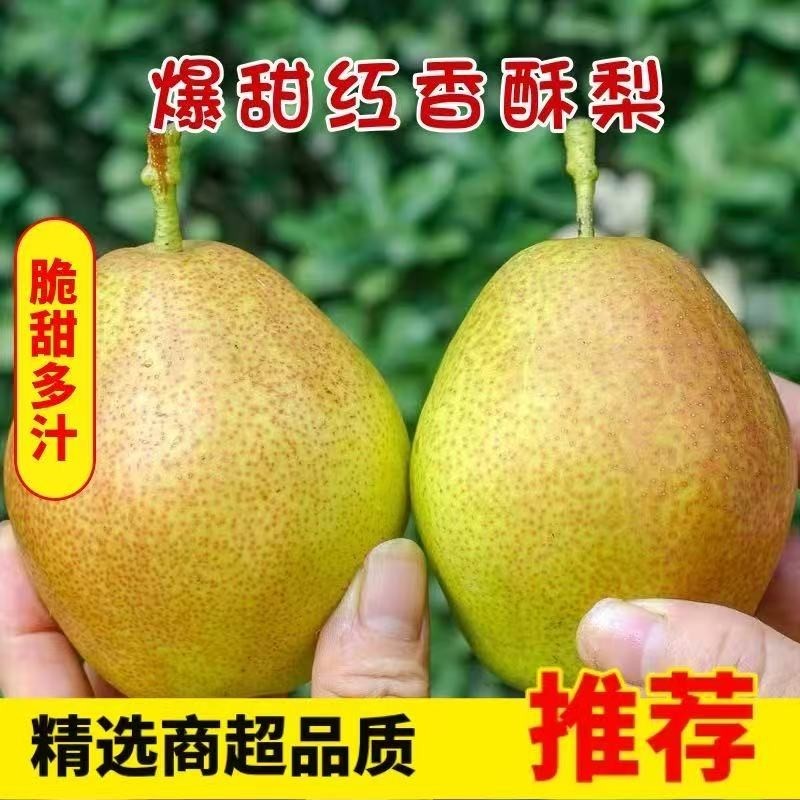 【坏包赔】红香酥梨子新鲜当季应季香梨薄皮一整箱批发,水产肉类/新鲜蔬果/熟食,梨,淘宝优惠券,粉丝福利购,淘宝优惠卷
