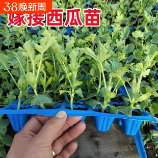 麒麟瓜8424西瓜美都羊角蜜博洋9绿宝石白甜瓜秧苗小兰黄瓤西瓜苗