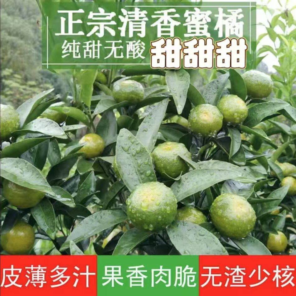清香橘广西清香蜜桔纯甜无酸茶橘高山现摘水果巴西柑青香小橘子,水产肉类/新鲜蔬果/熟食,桔子,淘宝优惠券,粉丝福利购,淘宝优惠卷