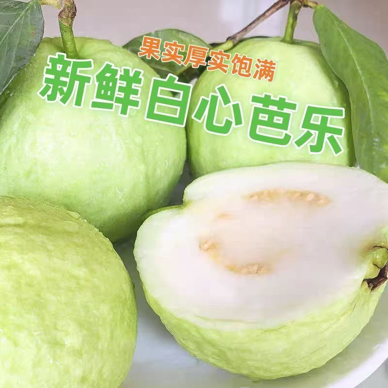 5斤正宗广东水果新鲜产地现摘芭乐超爽甜番石榴白心芭乐低糖水果