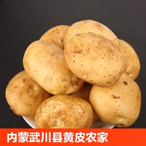 内蒙武川县黄皮土豆农家自种黄心土豆产地新鲜马铃薯农产品包邮