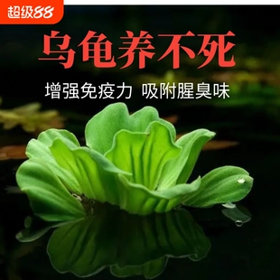 乌龟缸浮萍植物古法养龟水质阴性生态缸水芙蓉真水草造景鱼缸客厅