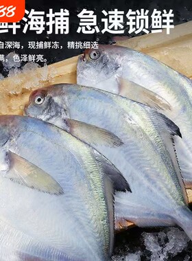 渔乐喵银鲳鱼鲳鱼新鲜海捕大鲳鱼冷冻海产海鲜批发生鲜水产深海