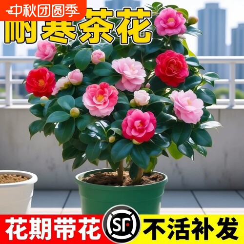四季茶花树苗带花苞盆栽香妃山茶花室内绿植红赤丹花四季常青好养
