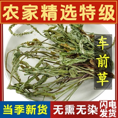 车前草野生干货官方旗舰店泡水喝的功效与作用中药材新鲜整棵500g