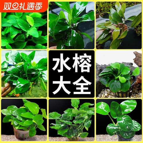 水榕水草沉木植物真草鱼缸造景