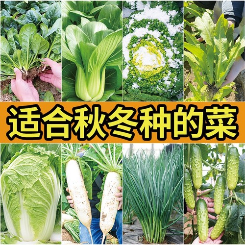生菜菠菜白菜种子四季青菜种籽大全秋冬季菜种春季蔬菜孑菜苔菜心