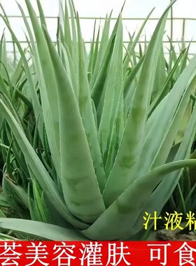 芦荟植物新鲜芦荟美容灌肤美容专用可食用芦荟苗室内绿植芦荟