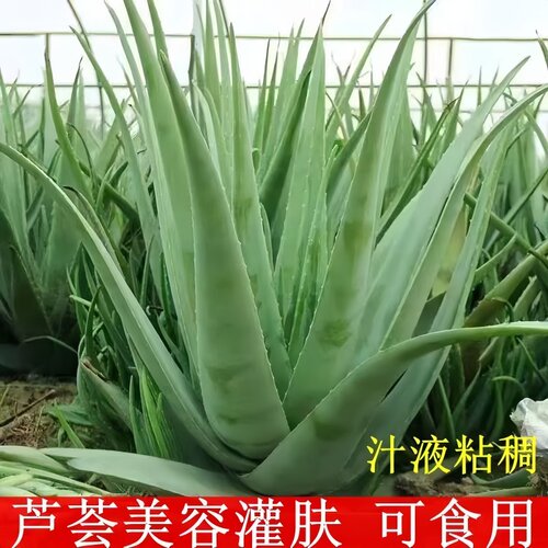 芦荟植物新鲜芦荟美容灌肤美容专用可食用芦荟苗室内绿植芦荟