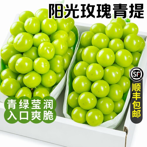 正宗阳光玫瑰  葡萄新鲜水果青提脆甜提子应季湖北荆州无籽