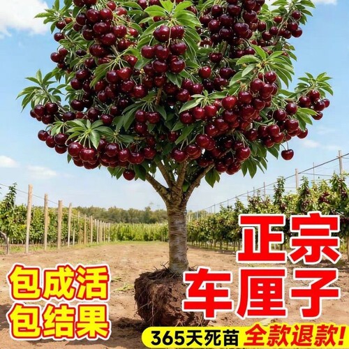 车厘子树樱桃嫁接苗南方北方种植盆栽地栽新品种四川大樱桃苗大果