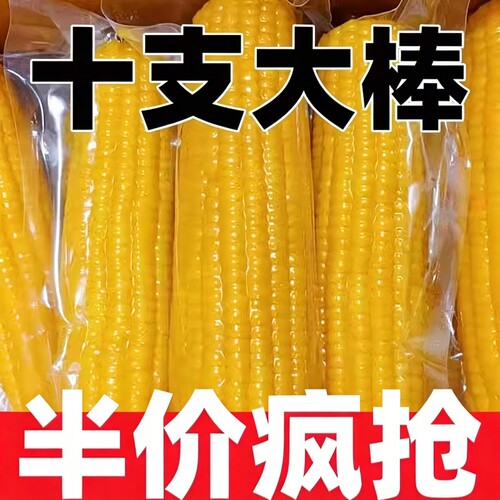 正宗东北新鲜黄糯玉米早餐代餐低脂真空包装黑土一年一季香甜饱腹