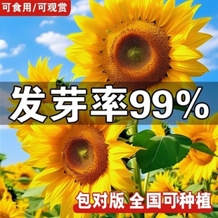 向日葵种孑花种籽子矮四季开花高杆观赏盆栽庭院葵花种子玩具熊