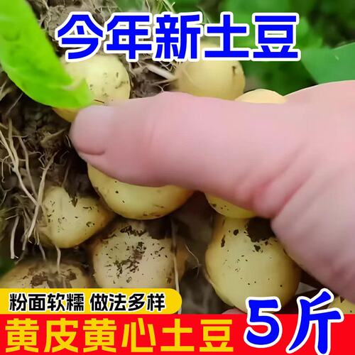 黄心小土豆恩施当季农家