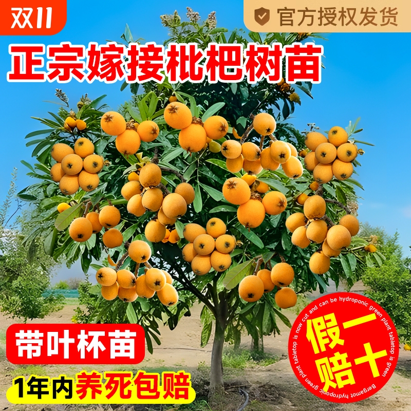大五星枇杷苗树无核琵琶果