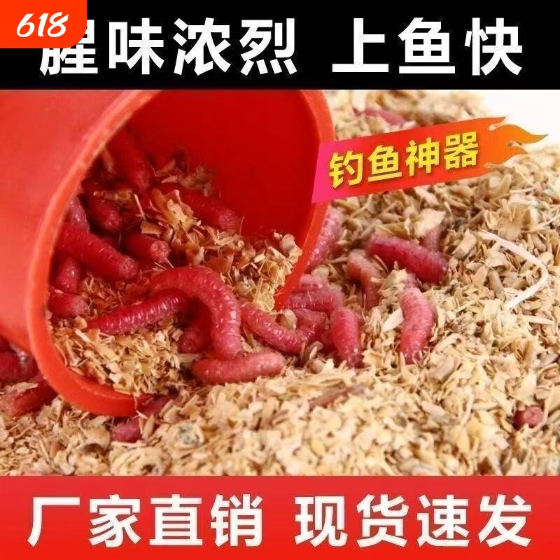 精品红钓鱼蛆虫活饵饵料适合鲤鱼鲫鱼野钓用垂钓溪流鲜活钓鱼蛆虫
