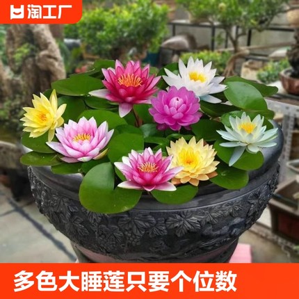 迷你睡莲水培植物四季花卉花盆栽根块观花水生碗莲荷花带花苞好养