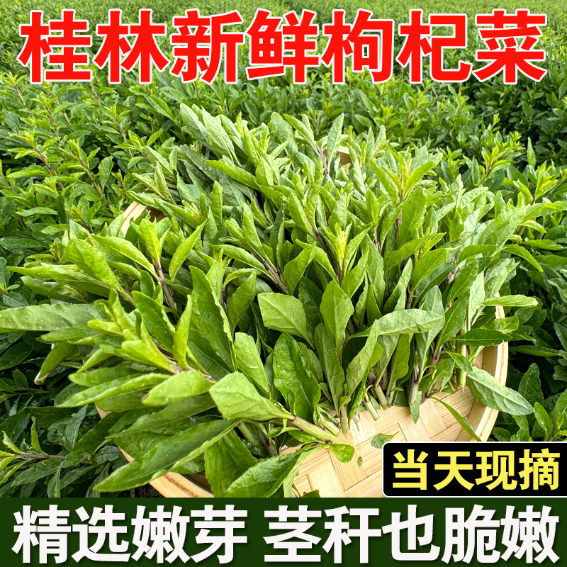 广西新鲜枸杞菜头农家野生可食用枸杞菜尖嫩芽叶蔬菜当季现摘食材