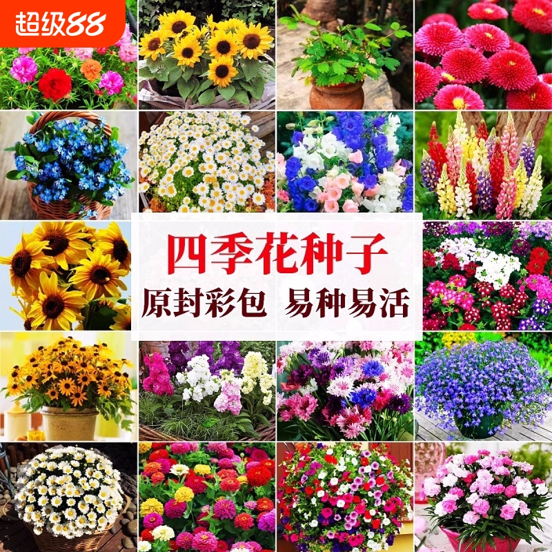 花种籽子四季播种向日葵野花组合盆栽重瓣太阳花百日波斯菊开花