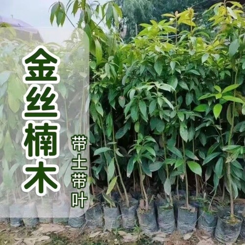 四川金丝楠木苗 正宗金丝楠苗小叶桢楠树苗金丝楠木树苗名贵苗木