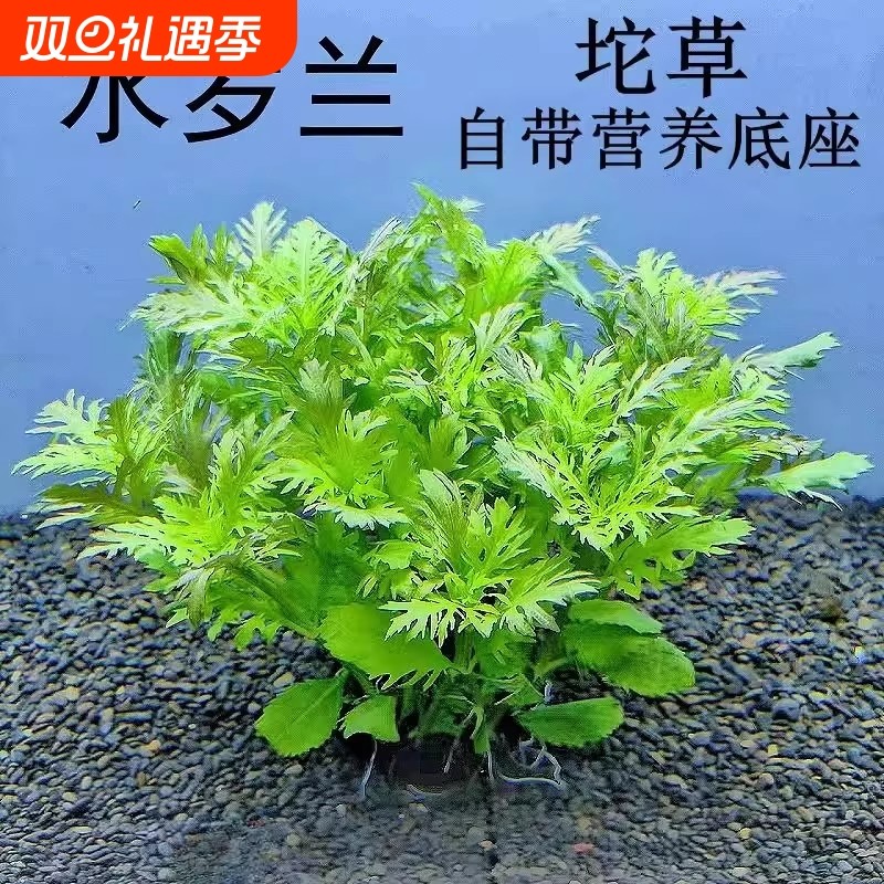 水罗兰泥坨草鱼缸造景沉底植物懒人阴性后景观古法养鱼真水草淡水