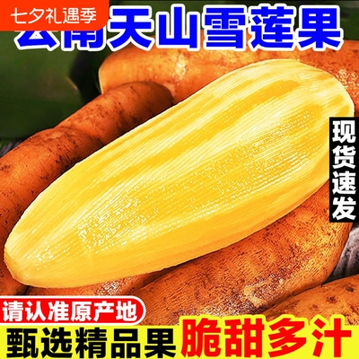 云南天山雪莲果新鲜水果当季现挖脆甜红心黄心雪连果孕妇水果多汁