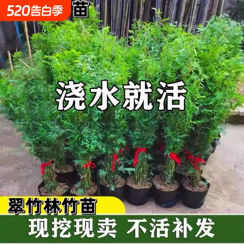 米竹盆栽丛生凤尾竹庭院植物阳台水培绿植观音竹好养盆景青竹子苗
