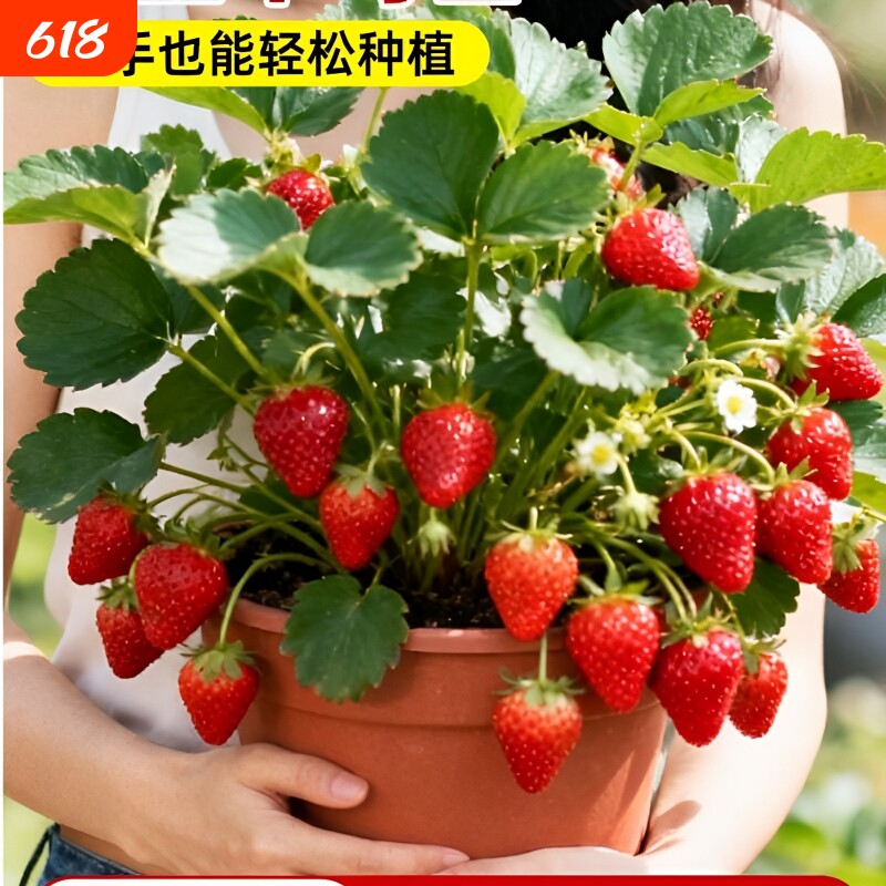草莓苗秧盆栽奶油四季结果脱毒红颜丹东草莓新苗带花带果带盆阳台