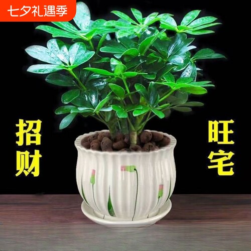 八方来财发财树盆栽|千人回购