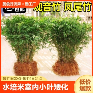 水培米竹盆栽室内植物小叶绿植矮化竹子苗观赏凤尾竹盆景带土精品