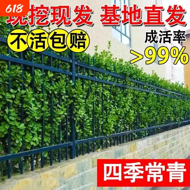 大叶北海道冬青树苗黄杨大树围墙篱笆植物四季常青庭院绿篱室外