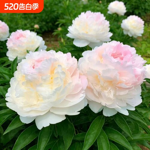 优重瓣芍药花苗浓香花卉正宗观赏牡丹四季易活好养种植开花
