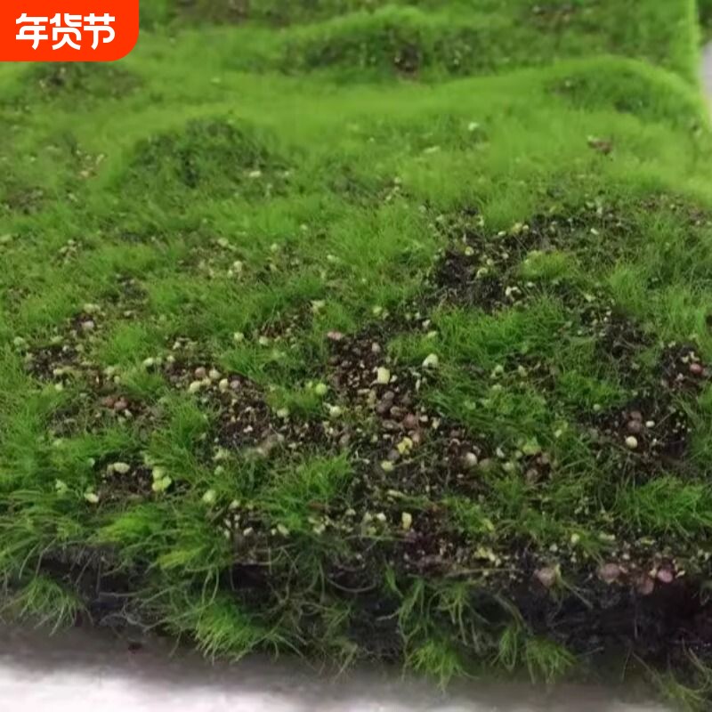 仿真绿植物墙青苔藓草皮仿真青苔草坪盆景草坪植物场景橱窗假苔藓