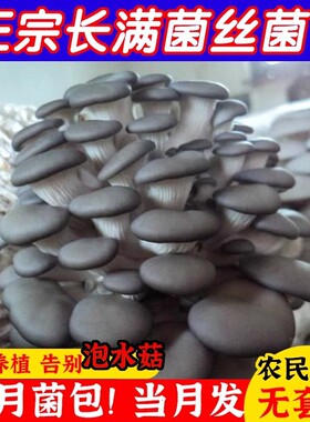 多肉盆栽喷水新鲜蘑菇种植包菌种儿童平菇趣味益智菌包阳台地直发