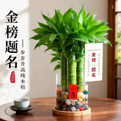 文昌竹5支金榜题名室内书桌水培绿植盆栽富贵竹办公室桌面好养活